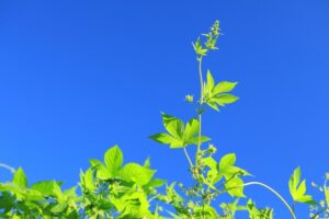 良質の算数文章問題の良質とは