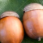 ほっとカフェ「一緒に、どんぐり理論を紐解こう!①」