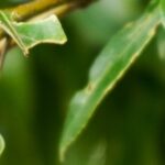 どんぐり理論を紐解こう ②考える力を育む学びとは？