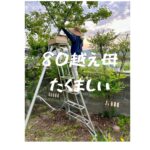 青梅の収穫の豊かなこと