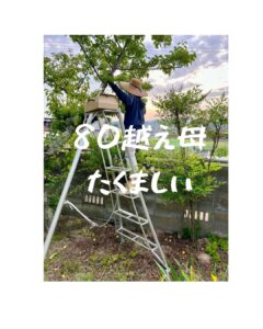 青梅の収穫の豊かなこと